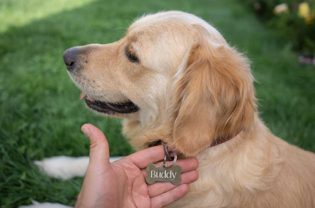 Finding the Right Name for Your New Puppy